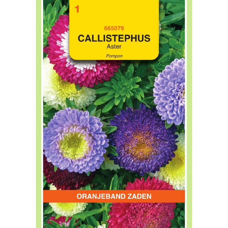 Callistephus, Aster Pompon gemengd