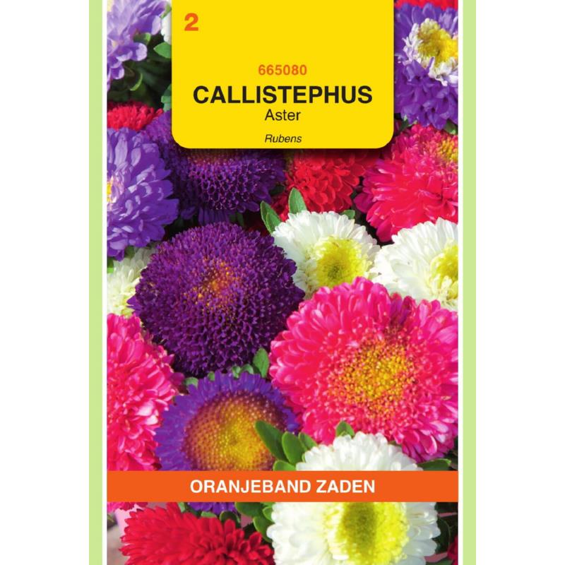 Callistephus, Aster Rubens gemengd