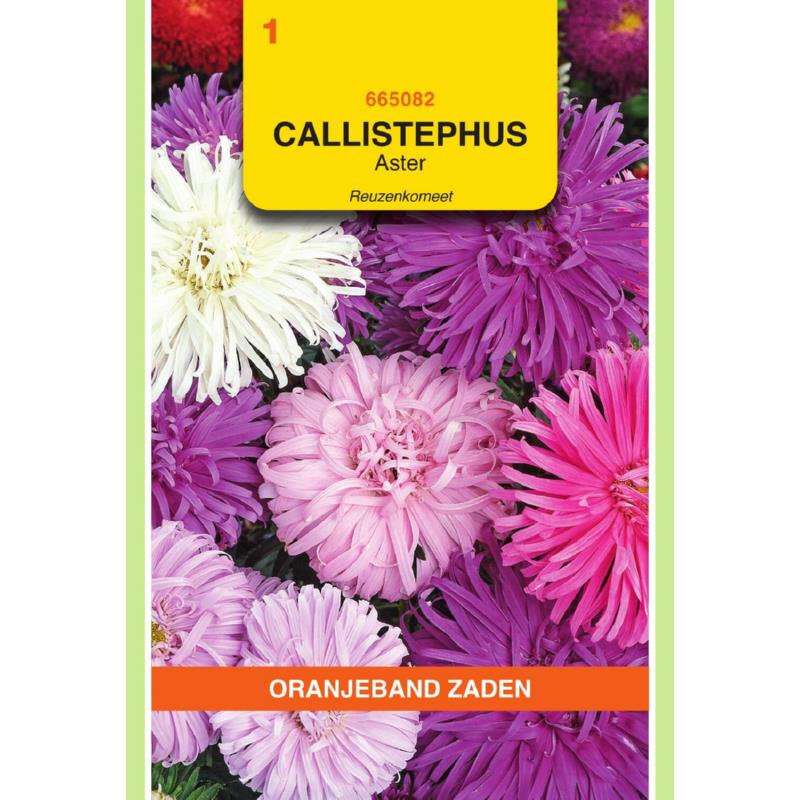 Callistephus, Aster Reuzenkomeet gemengd