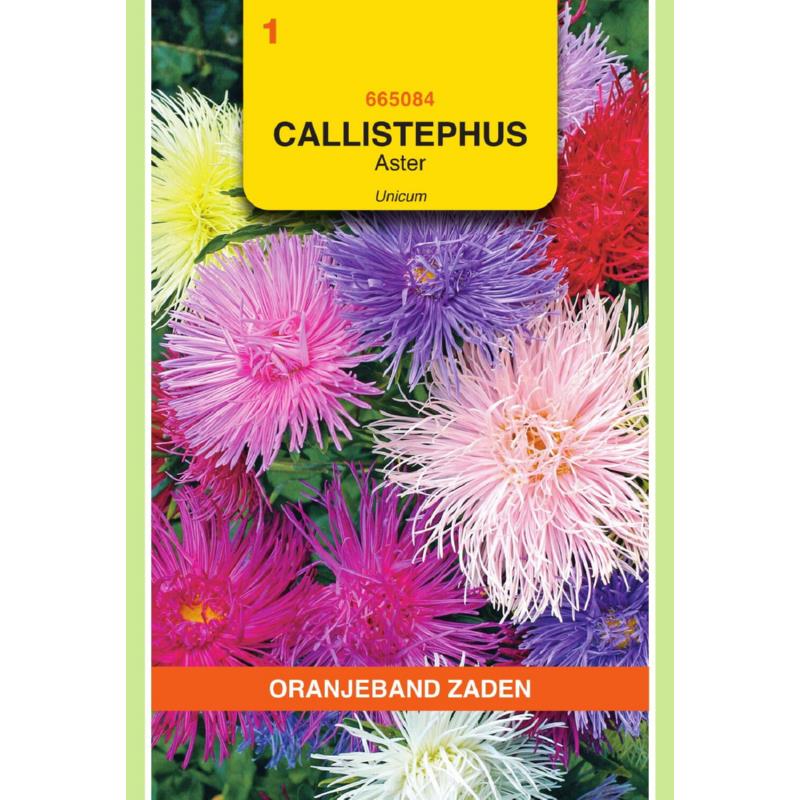 Callistephus, Aster Unicum gemengd