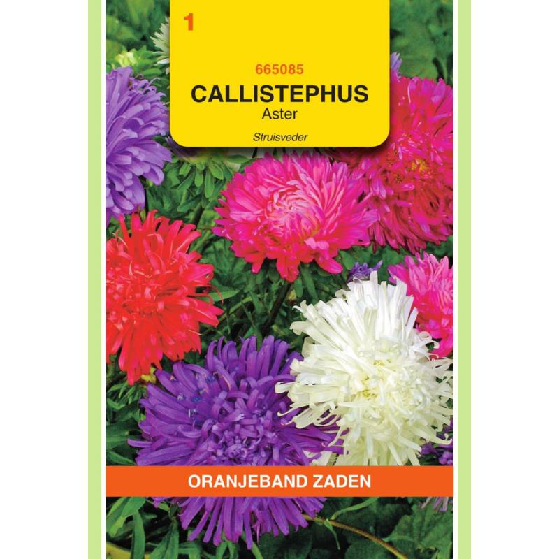 Callistephus, Aster Struisveder gemengd
