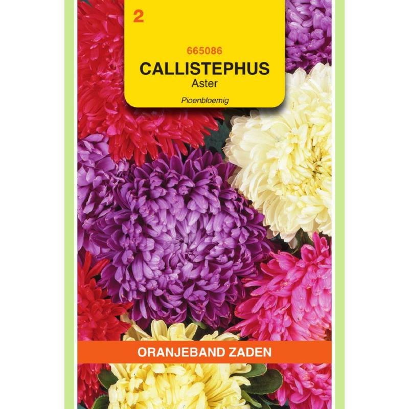 Callistephus, Aster Pioenbloemig gemengd