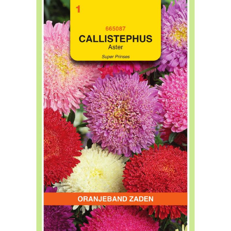 Callistephus, Aster Super Prinses gemengd