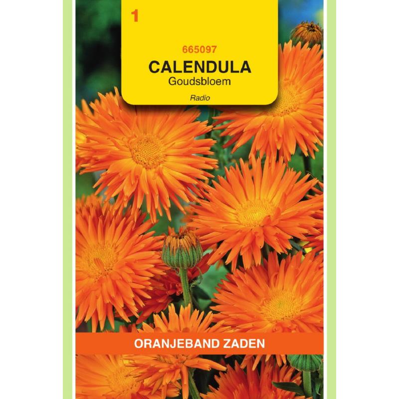 Calendula, Goudsbloem Radio