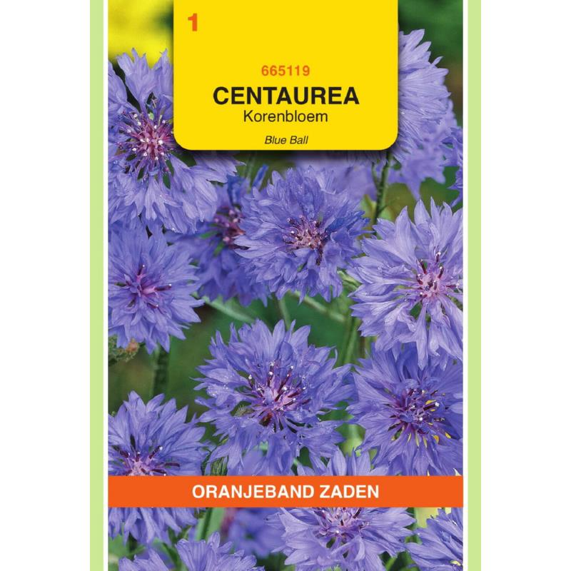 Centaurea, Korenbloem Blue Ball