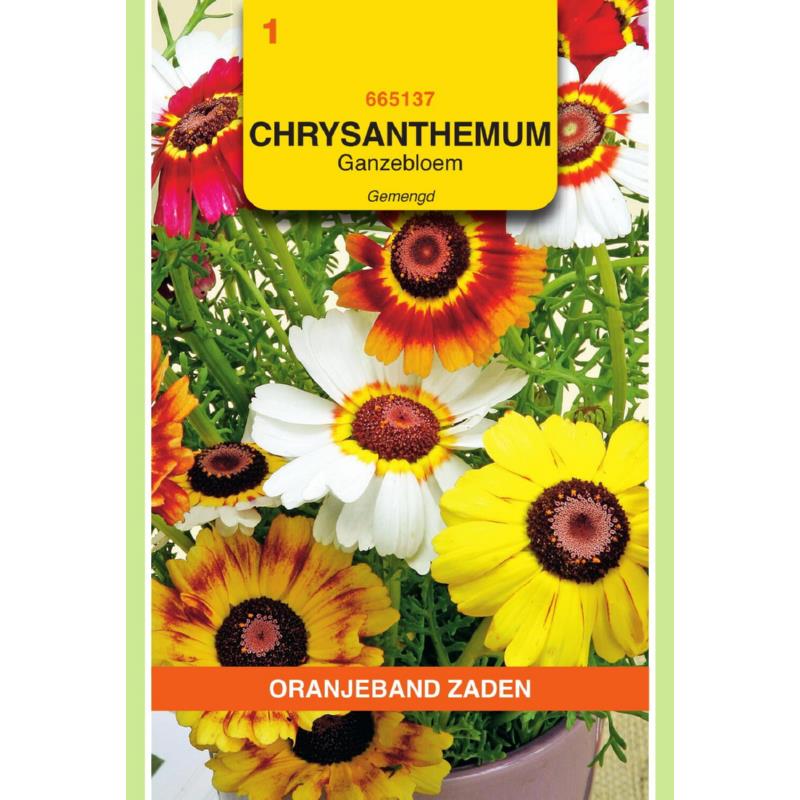 Chrysanthemum, Ganzenbloem gemengd