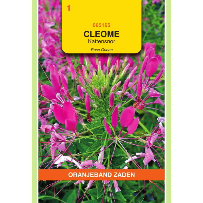 Cleome, Kattensnor roze
