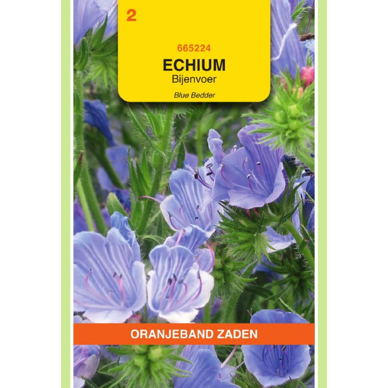Echium, Slangenkruid Blue Bedder