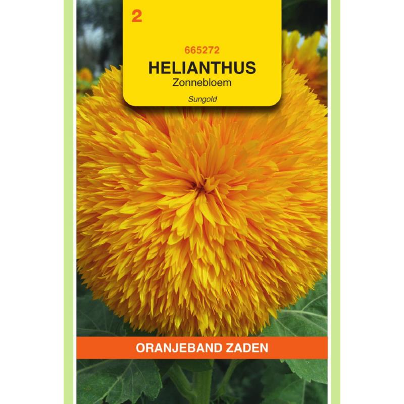 Helianthus, Zonnebloem Sungold dubbelbloemig hoog