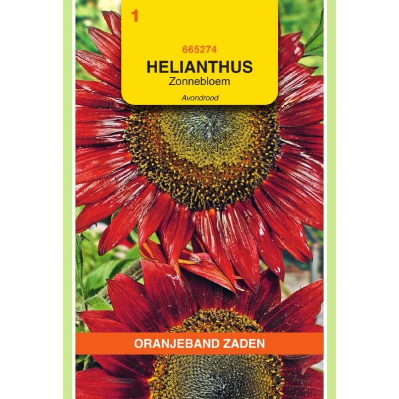 Helianthus, Zonnebloem Avondrood