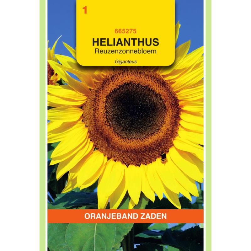 Helianthus, Zonnebloem Giganteus