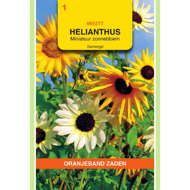 Helianthus, miniatuur Zonnebloem gemengd