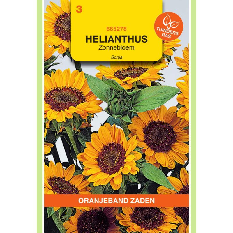 Helianthus, Zonnebloem Sonja