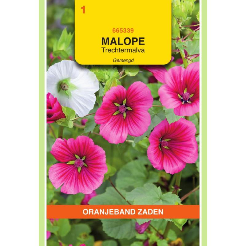 Malope, Trechtermalva gemengd