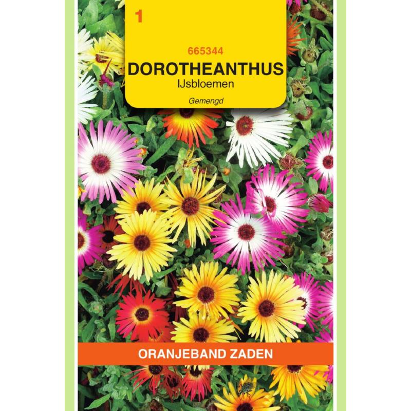 Dorotheanthus, IJsbloemen gemengd