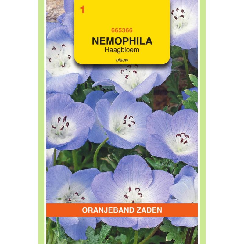 Nemophila, Haagbloem, blauw