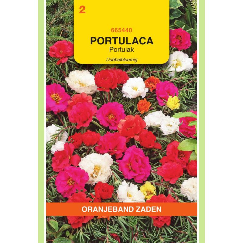 Portulaca, Portulak dubbelbloemig gemengd