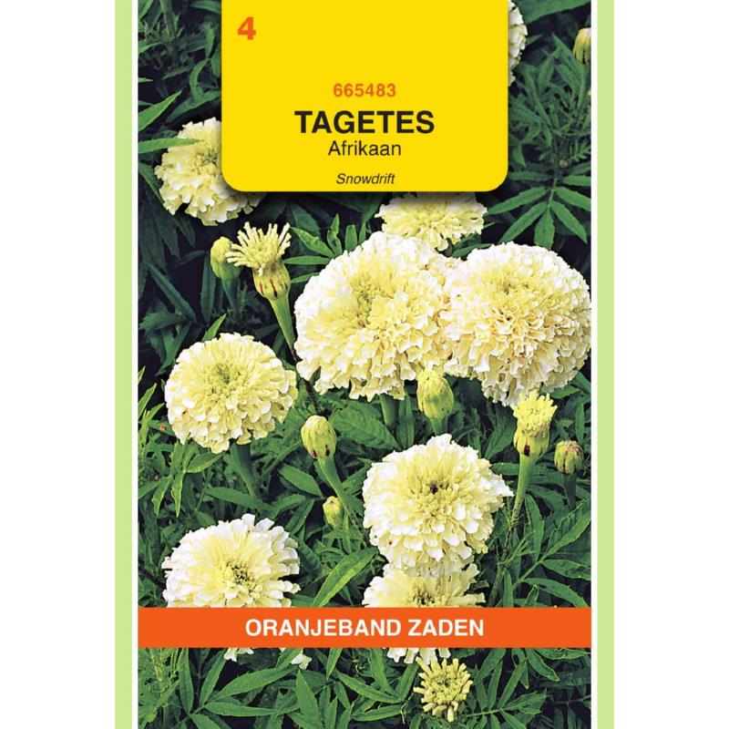 Tagetes, Afrikaan Snowdrift