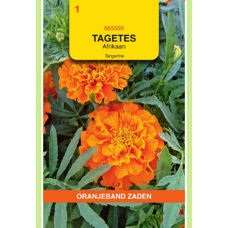 Tagetes, Afrikaan Tangerine