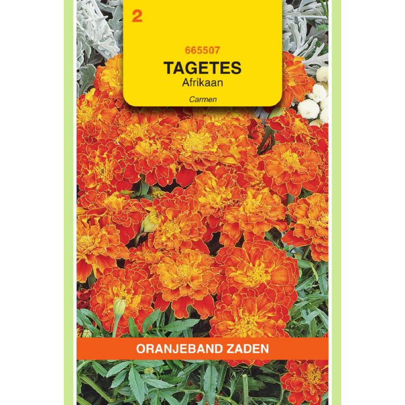 Tagetes, Afrikaan Carmen