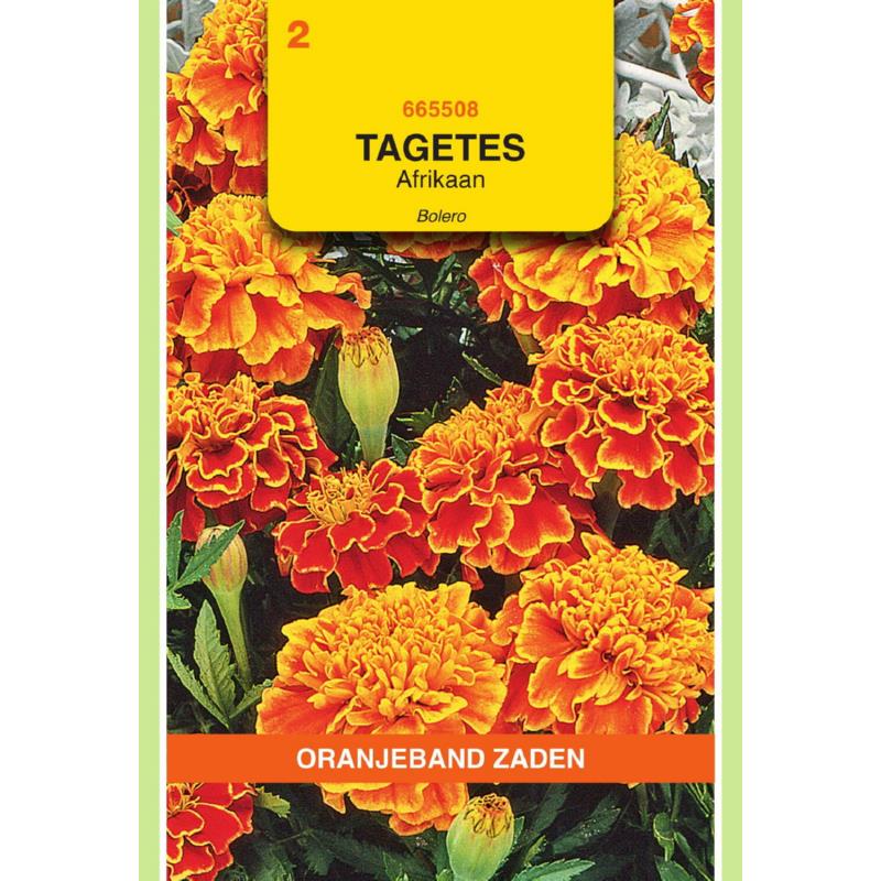 Tagetes, Afrikaan Bolero, voorheen Queen Sophia