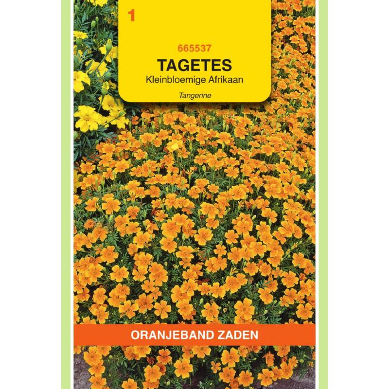 Tagetes, Afrikaan Pumila kleinbloemig, oranje