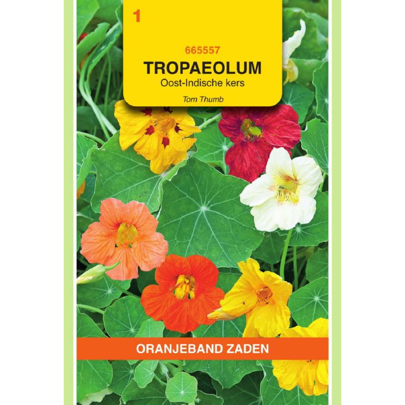 Tropaeolum, Oost-Indische kers Tom Thumb enkelbl.gemengd