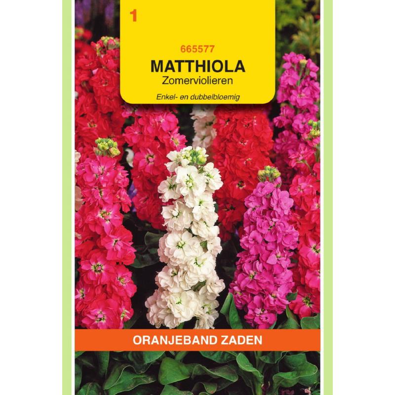 Mattholia, Zomerviolieren enkel- en dubbelbloemig