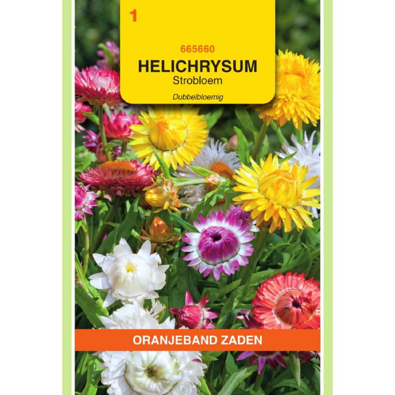 Helichrysum, Strobloem dubbelbloemig gemengd