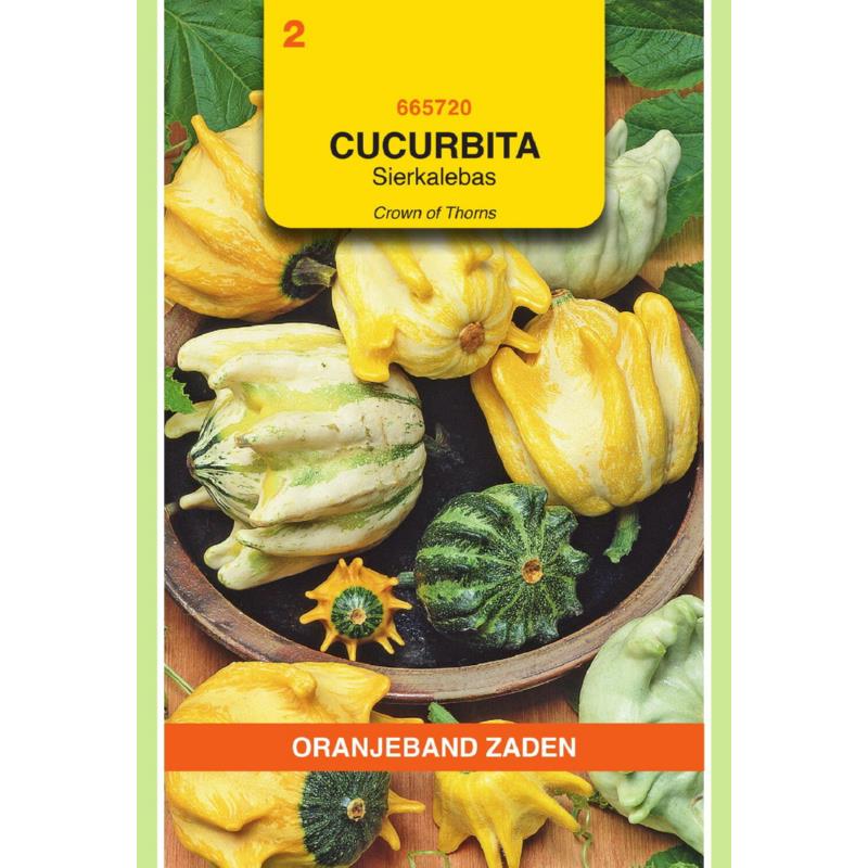 Cucurbita, Sierkalebas Crowns Of Thorns gemengd