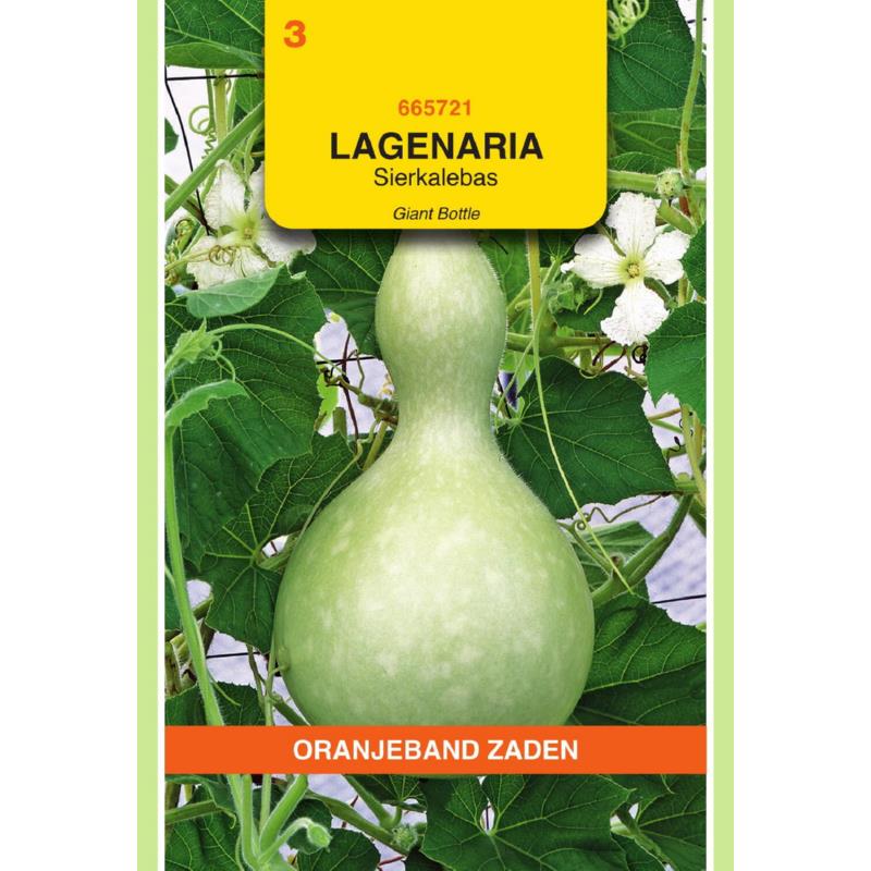 Lagenaria, Sierkalebas Giant Bottle