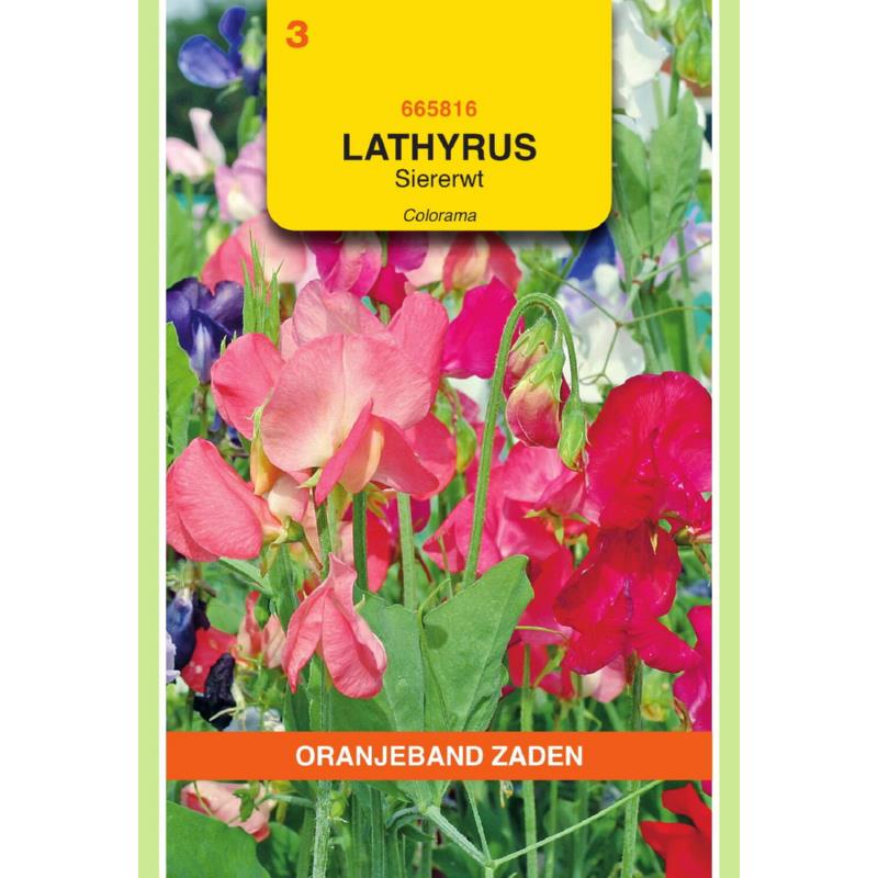Lathyrus, Reuk- of siererwt Colorama gemengd