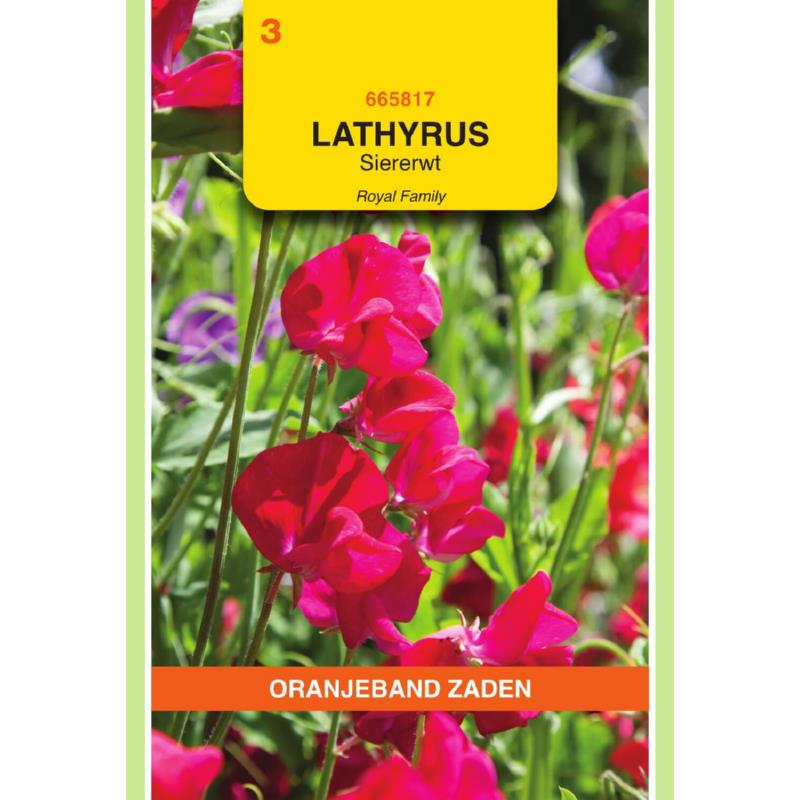 Lathyrus, Reuk- of siererwt Royal, rood
