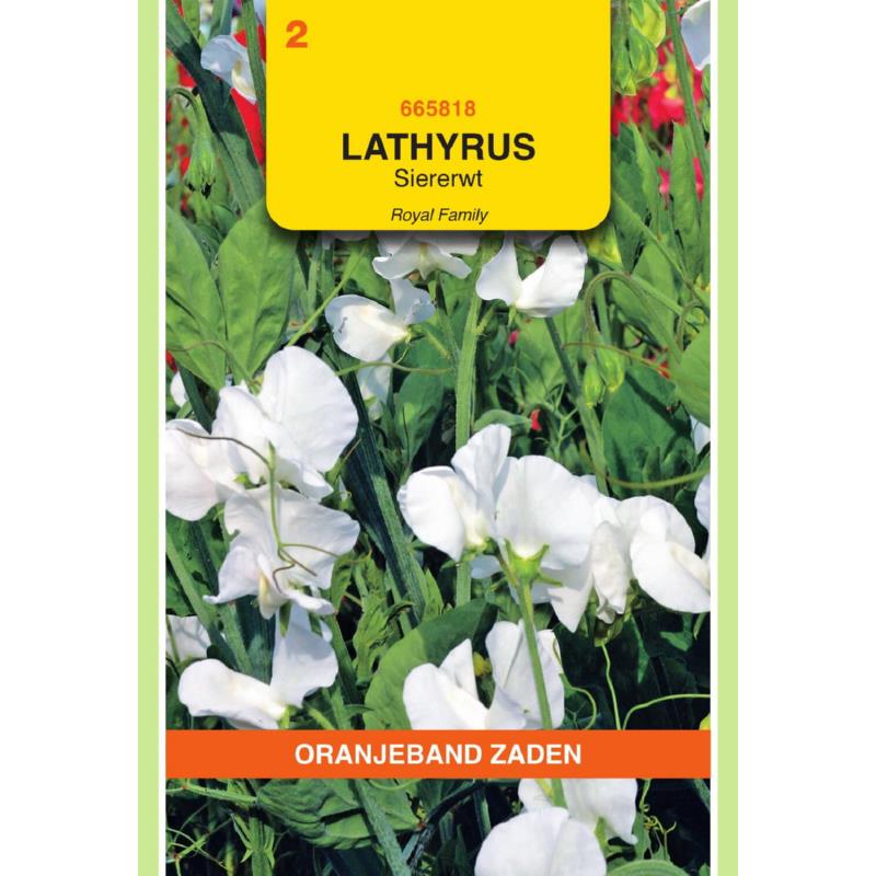 Lathyrus, Reuk- of siererwt Royal, wit
