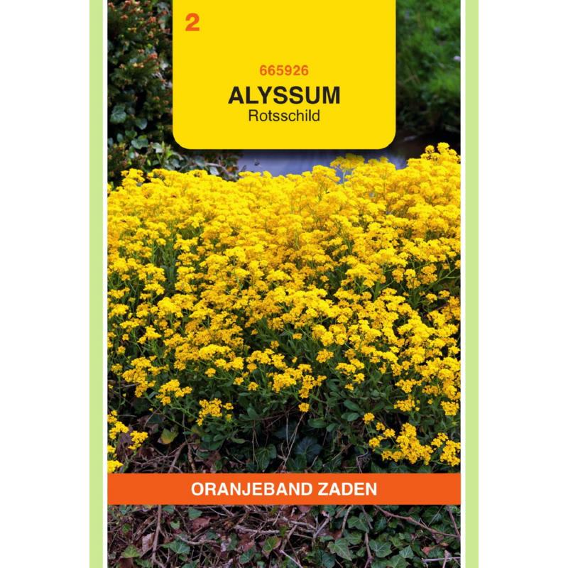 Alyssum, Rotsschild