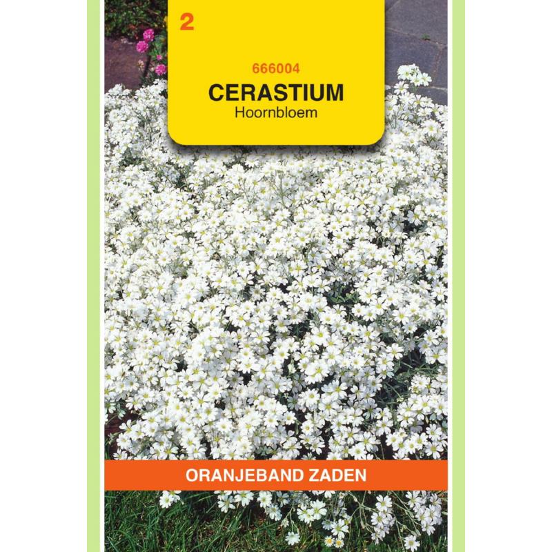 Cerastium, Hoornbloem, wit