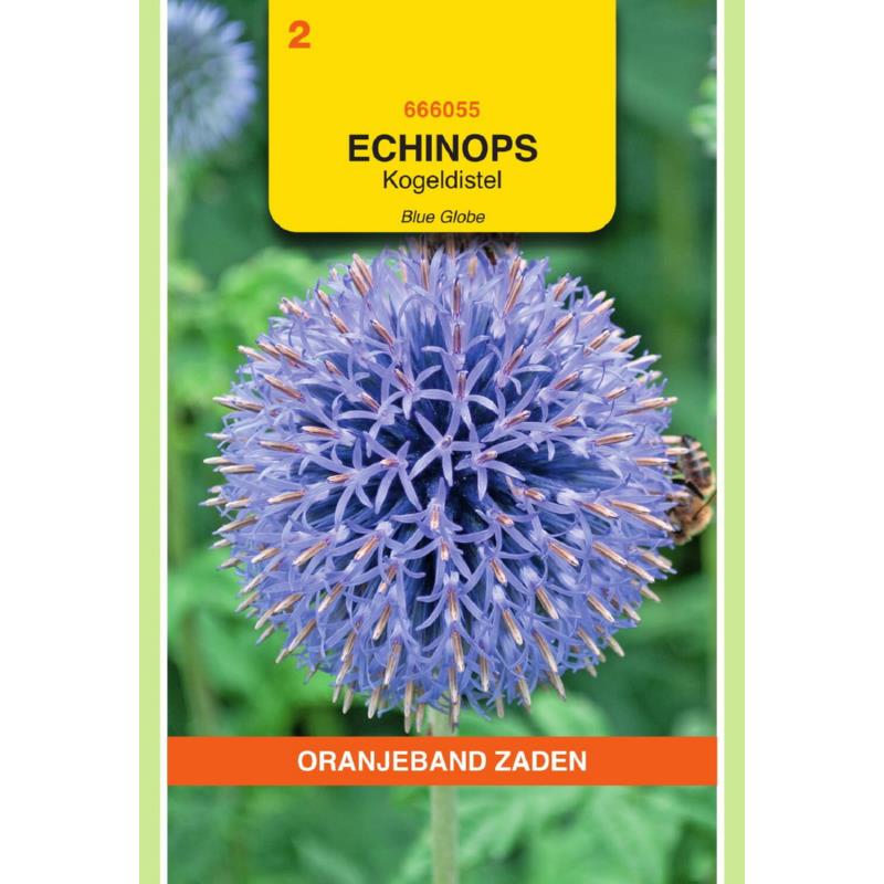 Echinops, Kogeldistel Blue Globe