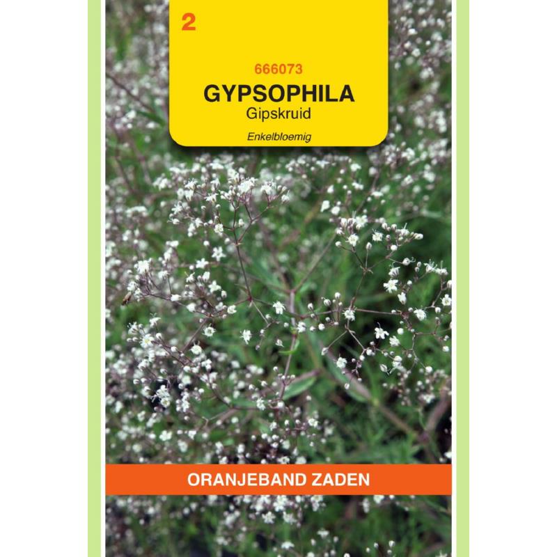 Gypsophila, Gipskruid enkelbloemig wit
