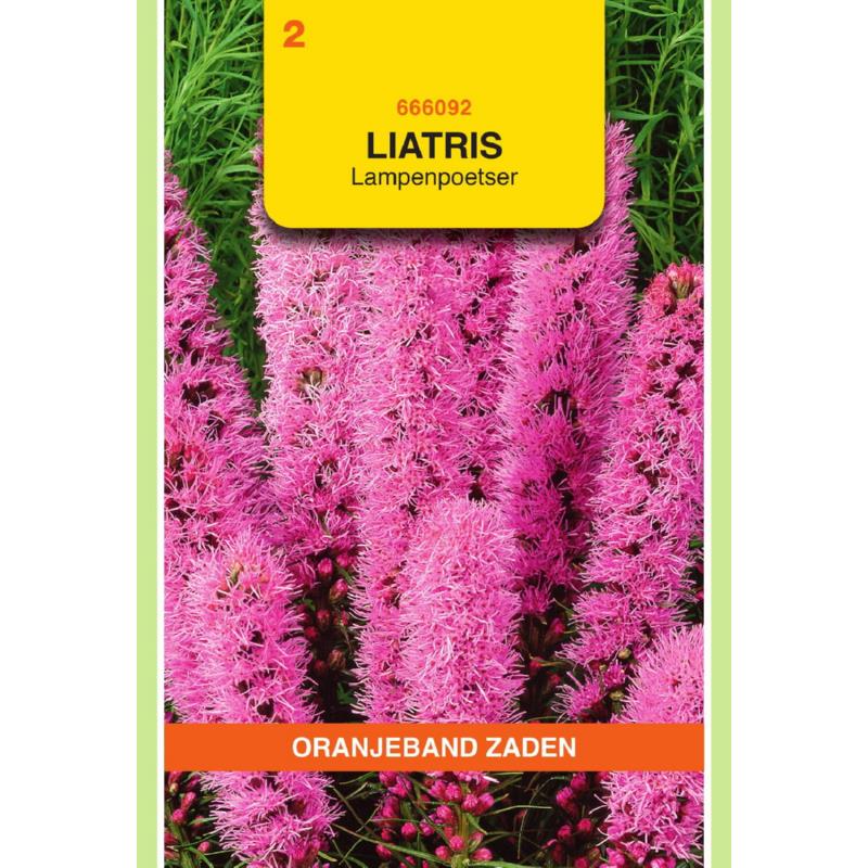 Liatris, Lampenpoetser, roze
