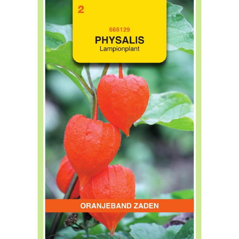 Physalis, Lampionplant