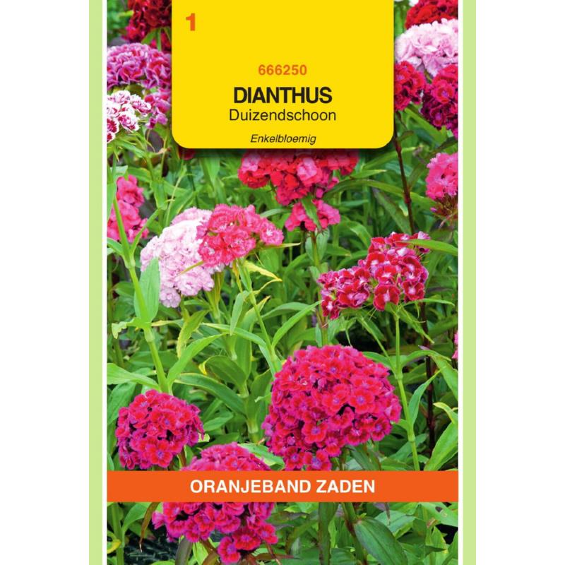 Dianthus, Duizendschoon enkelbloemig gemengd