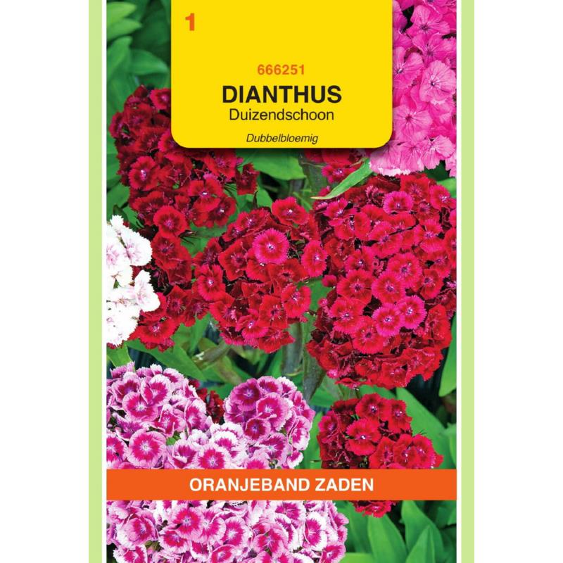 Dianthus, Duizendschoon dubbelbloemig gemengd