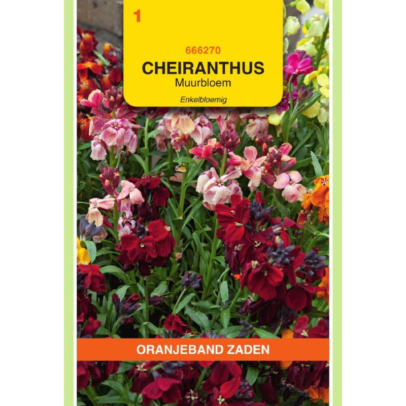 Cheiranthus, Muurbloem enkelbloemig gemengd