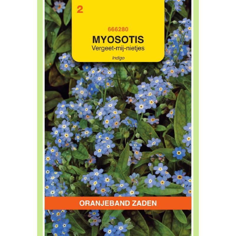 Myosotis, Vergeet-mij-niet Indigo, blauw