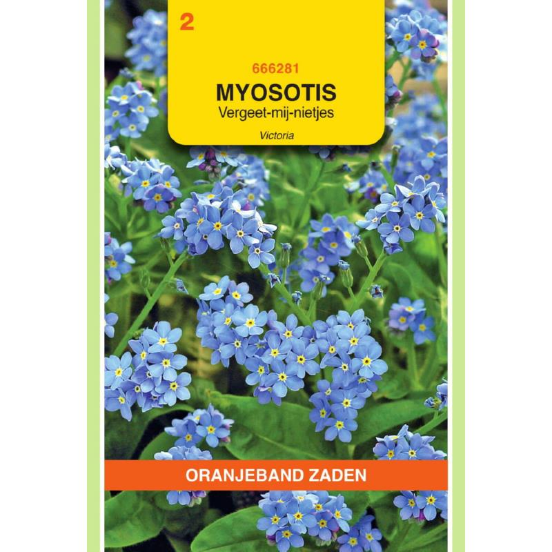Myosotis, Vergeet-mij-niet Victoria, blauw