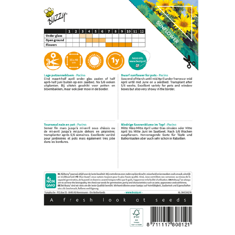 Sunny Helianthus, lage potzonnebloem Pacino