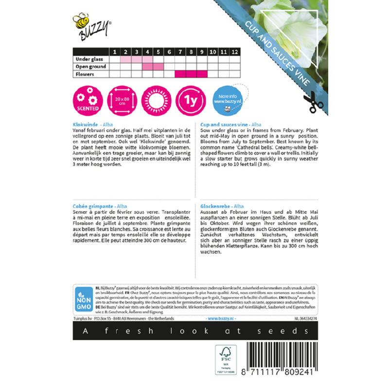 Climbing Flowers Cobaea, Klokwinde Alba Wit