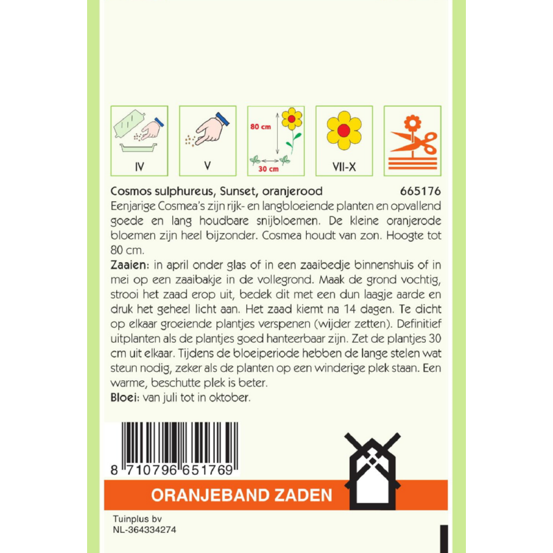 Cosmos, Cosmea Sunset