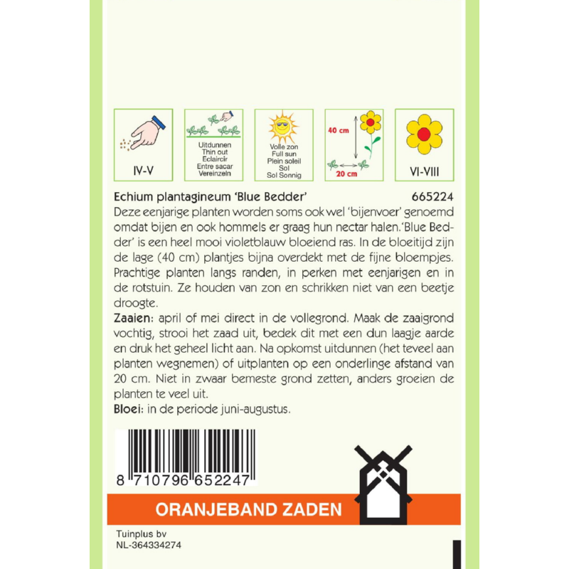 Echium, Slangenkruid Blue Bedder
