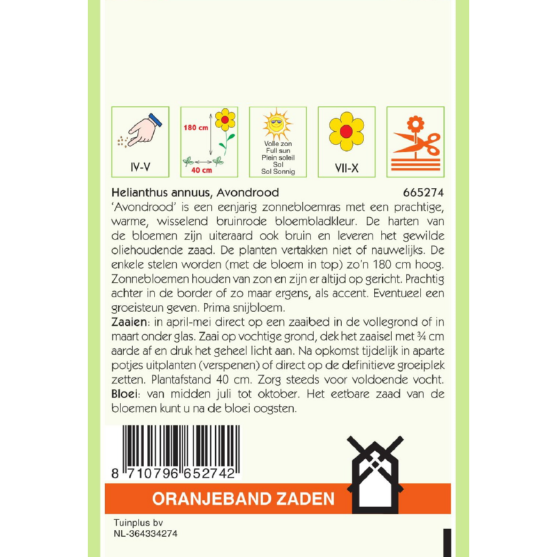 Helianthus, Zonnebloem Avondrood